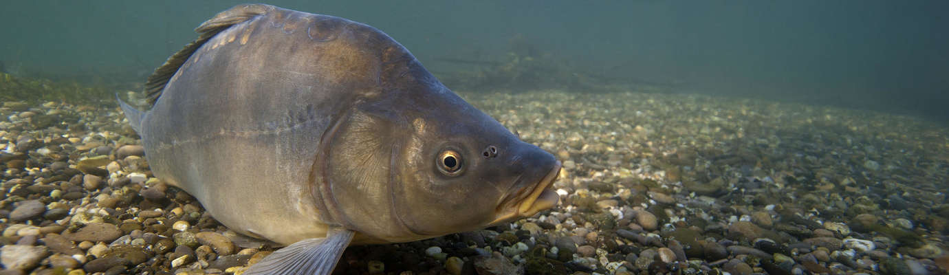 Ouverture de la pêche : très peu de poissons dans certains cours d