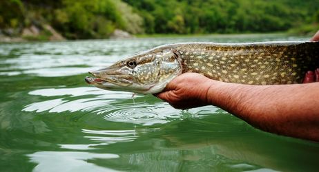 Concours carnassier étangs Dieulouard