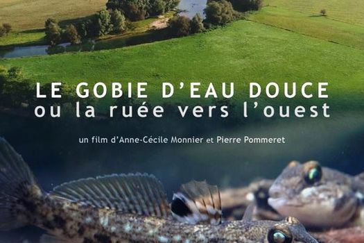 Avant première du film sur le Gobie