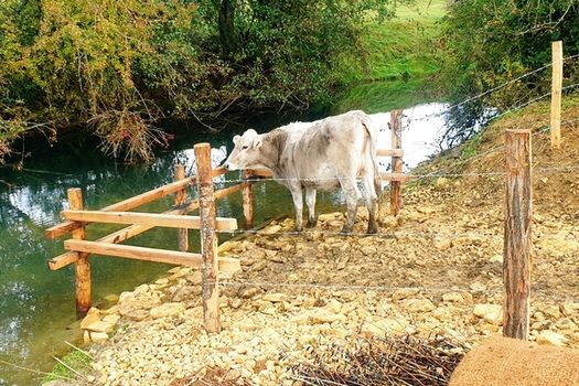 Protection de berge et aménagement d'abreuvoirs sur la Crusnes