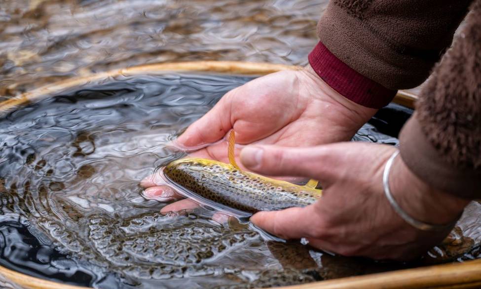 Ouverture truite 2026