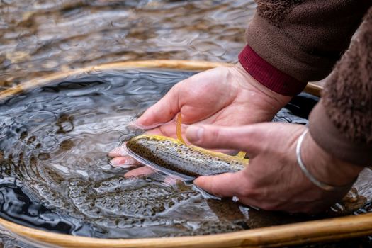 Ouverture truite 2026