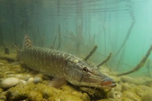 Fermeture de la pêche du brochet et du sandre dimanche 29 janvier