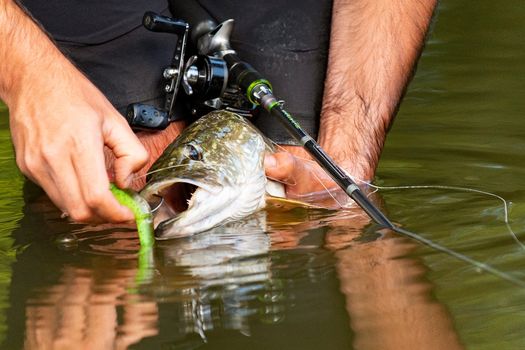 Ouverture de la pêche du brochet