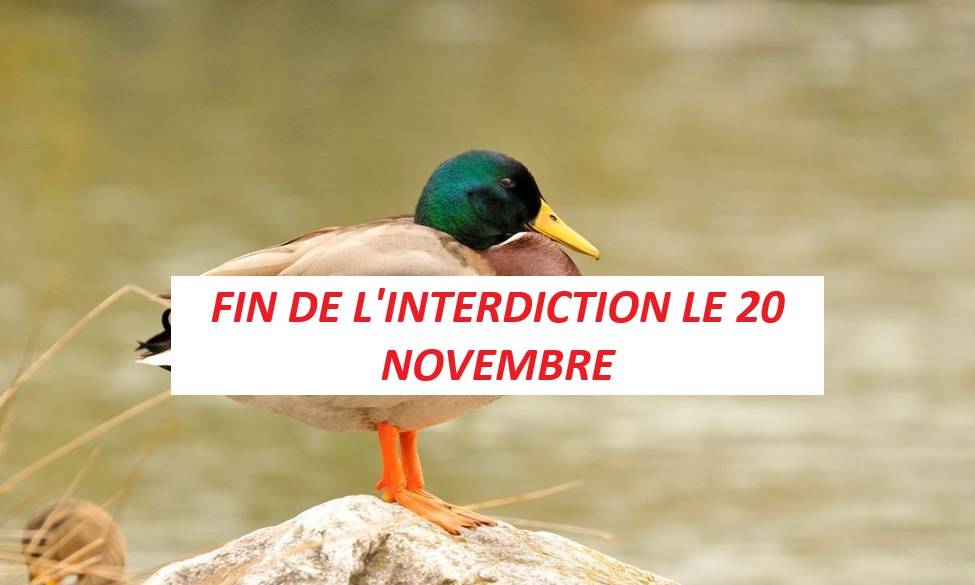 Épidémie d'Influenza aviaire