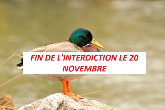 Épidémie d'Influenza aviaire