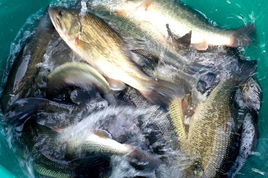 Empoissonnements en black-bass aux étangs fédéraux