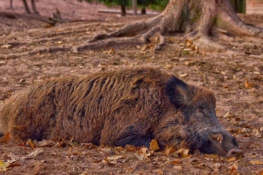 Prévention contre la peste porcine en Meurthe-et-Moselle