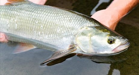 Initiation à la pêche de l'aspe au leurre à Pagny-sur-Moselle