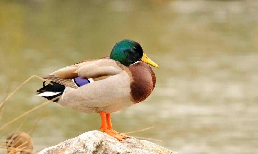 Épidémie d'Influenza aviaire