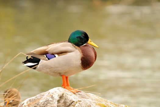 Épidémie d'Influenza aviaire