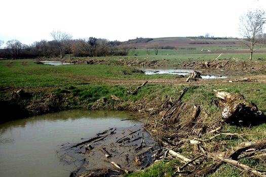 Coupe d'arbres sur la Vezouze : la Fédération a déposé plainte !