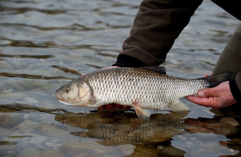Les Poissons D eau Douce F d ration De P che De Meurthe et Moselle Les Poissons D eau Douce F d ration De P che De Meurthe et Moselle