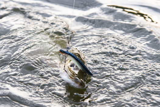 Fermeture de la pêche du brochet et du sandre dimanche 28 janvier 