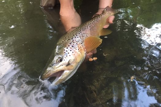 Fermeture de la pêche en 1ère catégorie