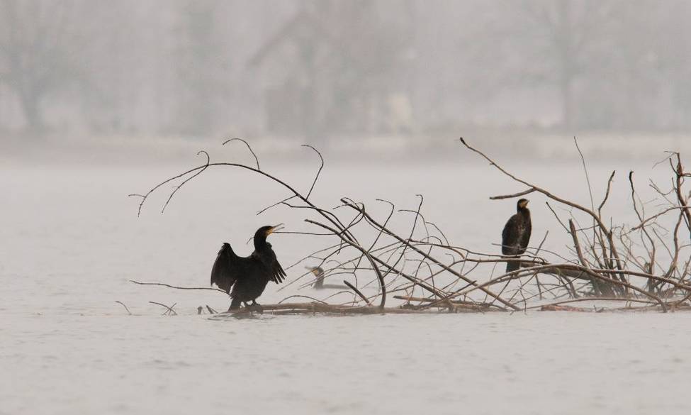 Actualité Grand cormoran