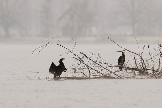 Actualité Grand cormoran